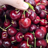Cherry đỏ Mỹ size 9.5 tươi ngon tại Farmers Market