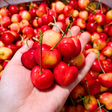 Cherry vàng Mỹ size 10 - 200G 