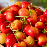  Cherry vàng Mỹ size 10 - 200G 