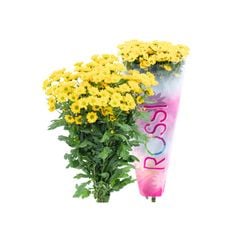 Hoa Cúc Rossi Hasfarm