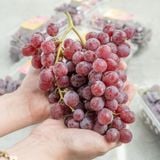  Nho đỏ kẹo Candy Snaps Mỹ - 450G/Hộp (I0004691) 
