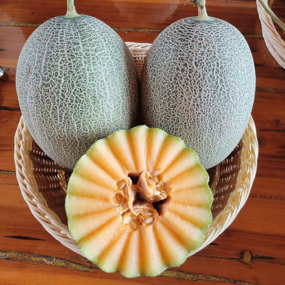  Dưa Hạ Uyển (1,7 - 2,2Kg/Trái) 