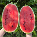  Dưa hấu đường (Size 2.5Kg - 3Kg /Trái) | I0015601 