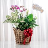  Giỏ quà Cây xanh Tứ Quý Bình An 