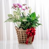  Giỏ quà Cây xanh Tứ Quý Bình An 