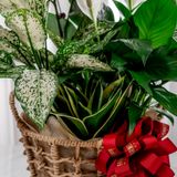  Giỏ quà Cây xanh Tứ Quý Bình An 
