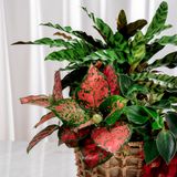  Giỏ quà Cây xanh Lộc Vàng Thịnh Vượng 