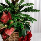  Giỏ quà Cây xanh Lộc Vàng Thịnh Vượng 