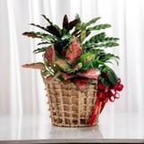  Giỏ quà Cây xanh Lộc Vàng Thịnh Vượng 