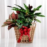 Giỏ quà Cây xanh Lộc Vàng Thịnh Vượng 
