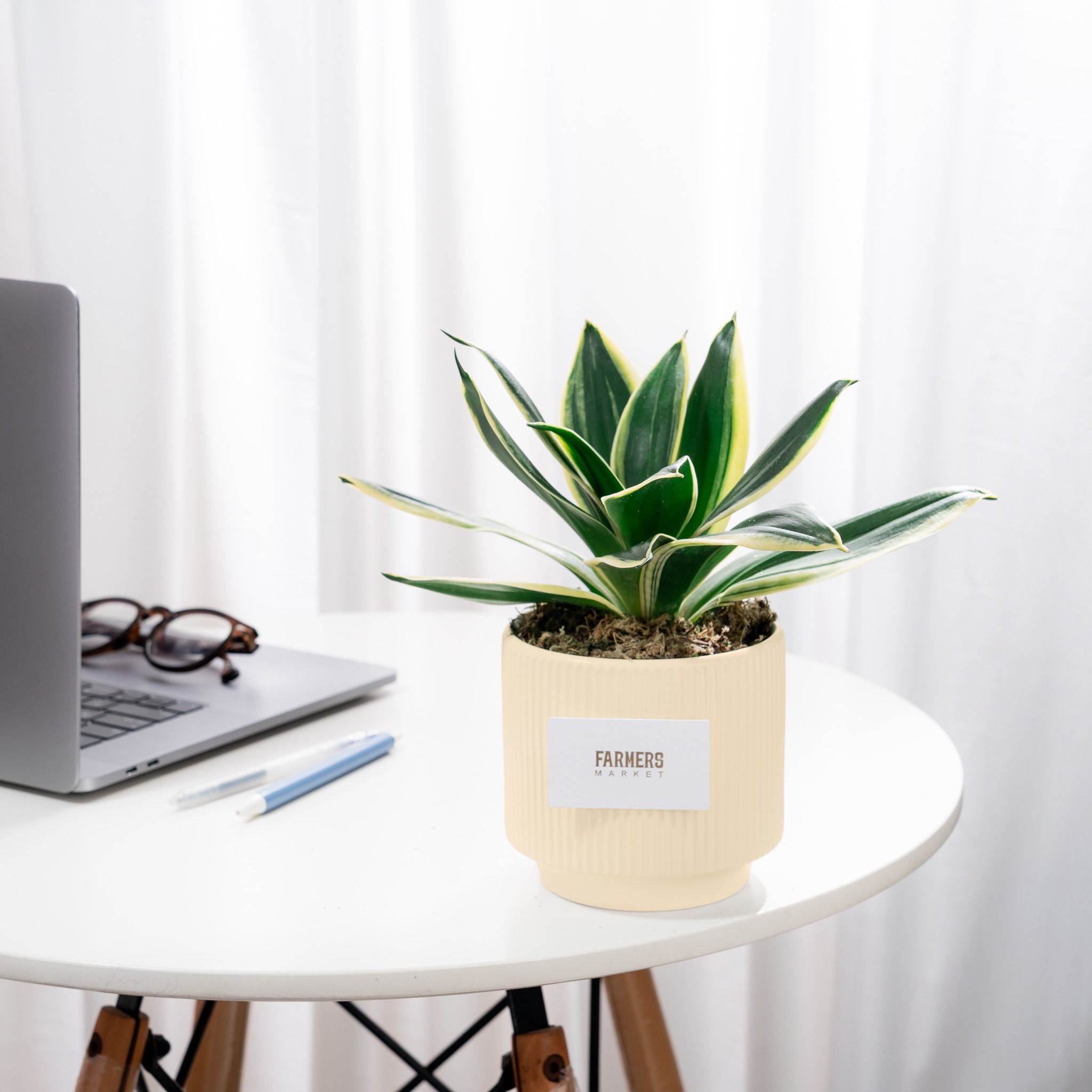  Chậu Cây Lưỡi Hổ Kim Vệ 