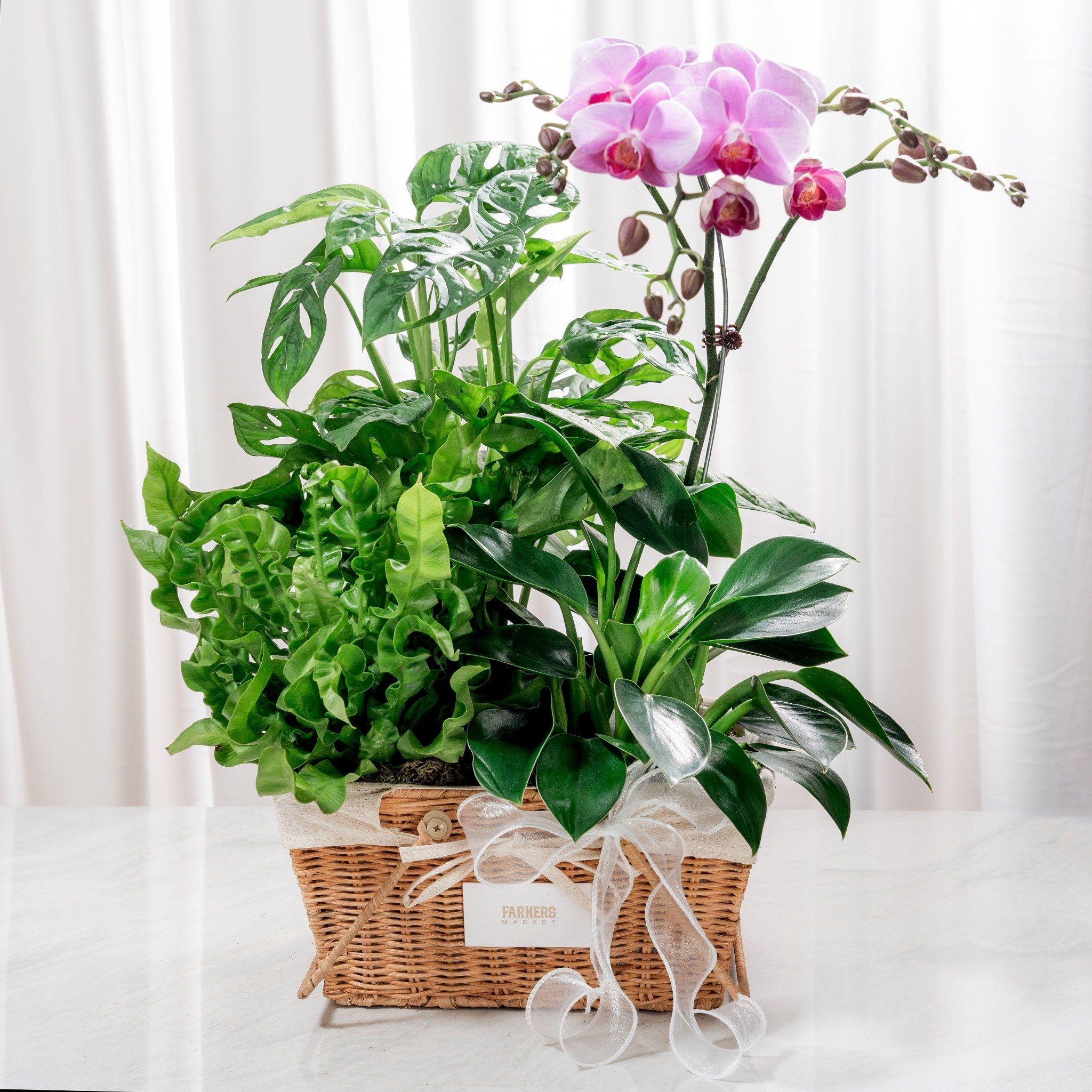  Giỏ Quà Cây Xanh Mộc Lan Vượng Khí 