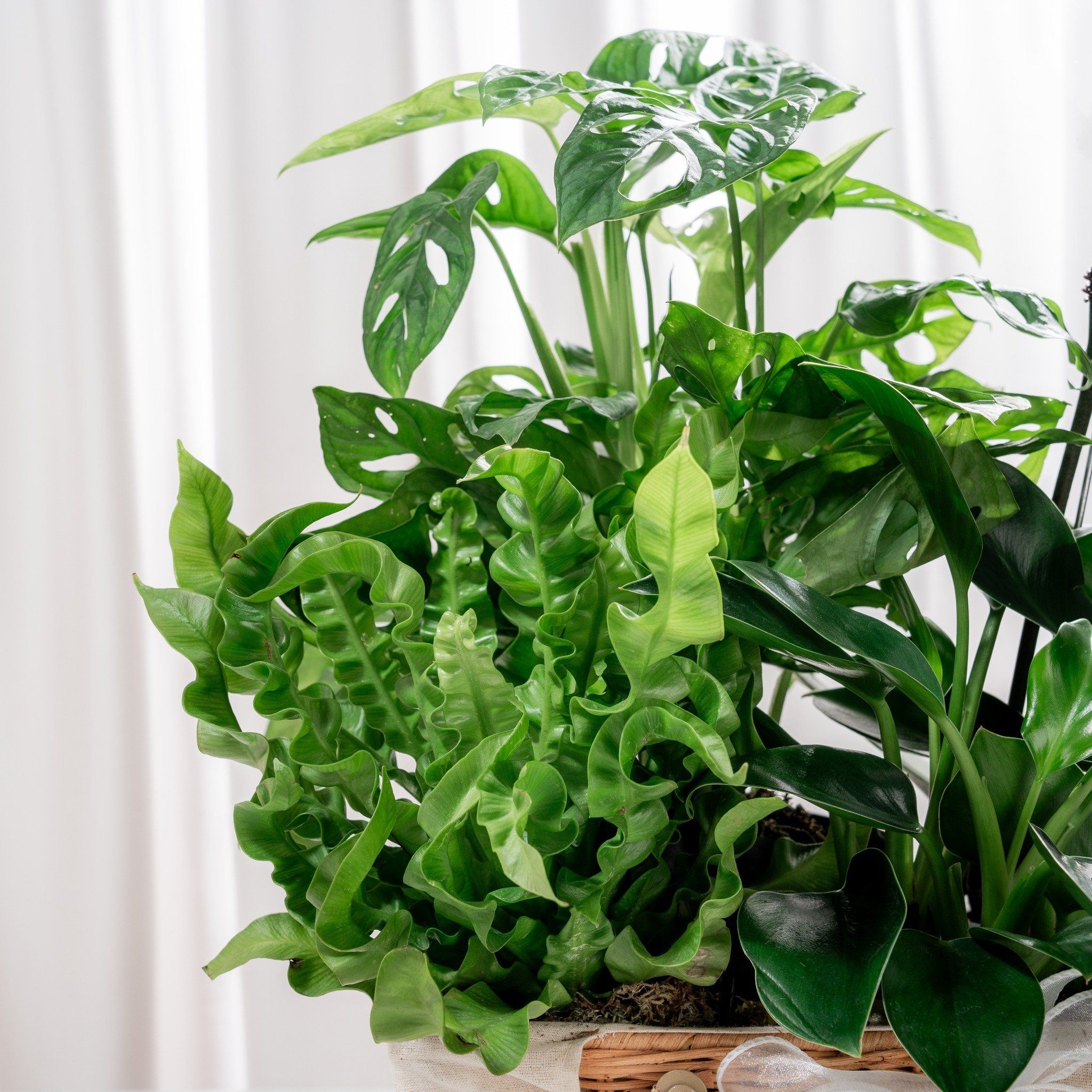  Giỏ Quà Cây Xanh Mộc Lan Vượng Khí 