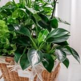 Giỏ Quà Cây Xanh Mộc Lan Vượng Khí 