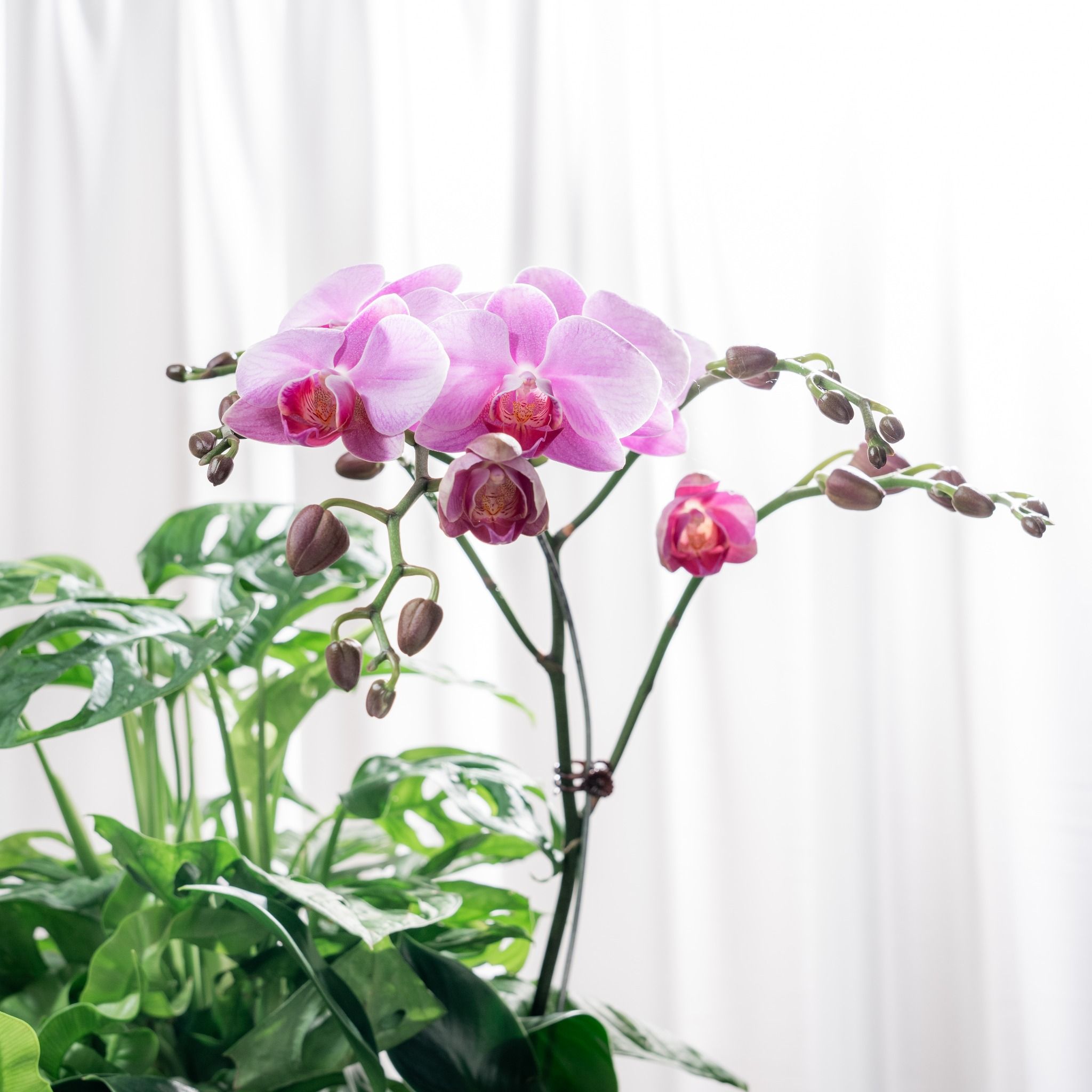  Giỏ Quà Cây Xanh Mộc Lan Vượng Khí 