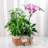  Giỏ Quà Cây Xanh Mộc Lan Vượng Khí 