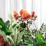  Giỏ Quà Cây Xanh Tứ Quý Vượng Phát 
