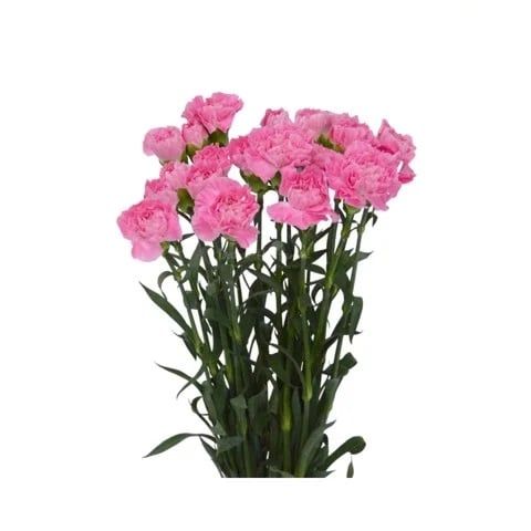  Hoa cẩm chướng đơn Gia phát 