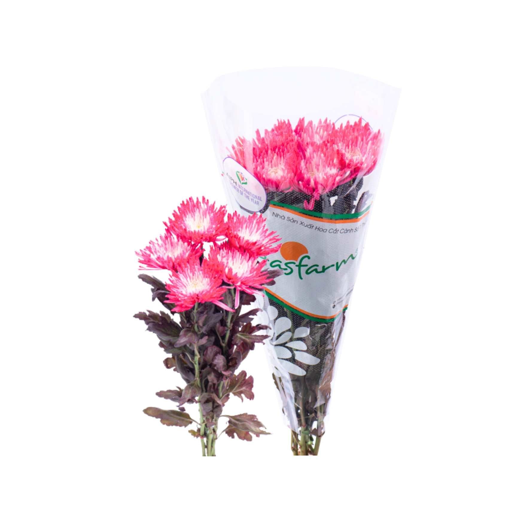  Cúc đơn Hasfarm (I0012686) 