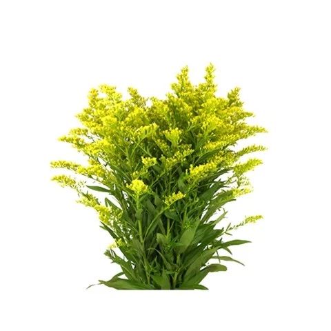  Hoa hoàng anh Gia Phát 