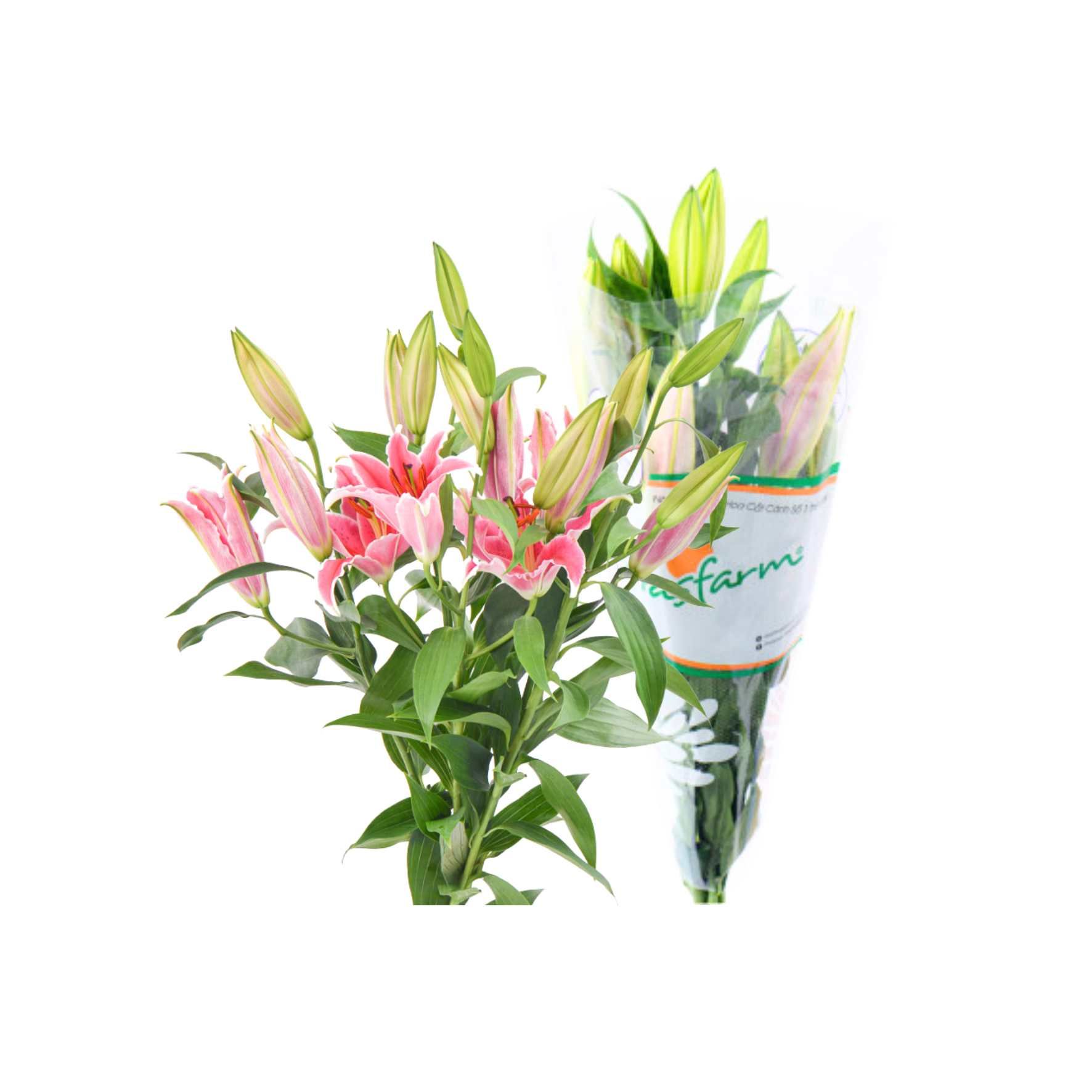  Hoa lily Hasfarm - Bó 