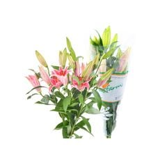 Hoa lily Hasfarm - Bó