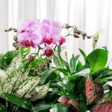  Hộp Quà Cây Xanh An Nhiên Vượng Khí 