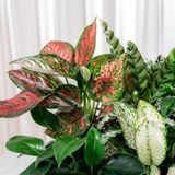  Hộp Quà Cây Xanh Lộc Xanh Cát Vượng 