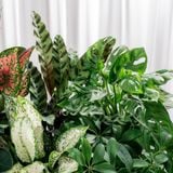  Hộp Quà Cây Xanh Lộc Xanh Cát Vượng 