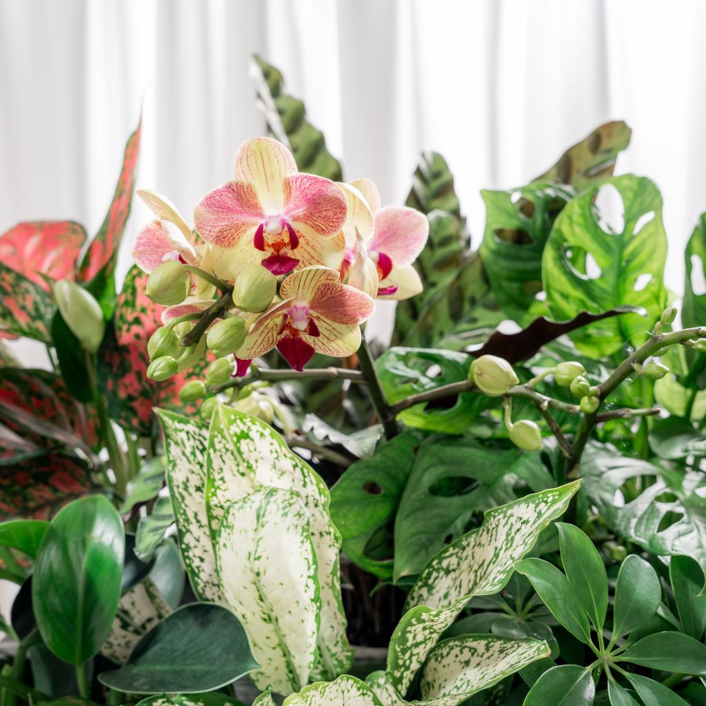  Hộp Quà Cây Xanh Phúc Lộc Xanh Nhà 