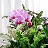  Hộp Quà Cây Xanh Vạn Diệp An Khang 