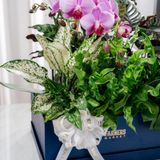  Hộp Quà Cây Xanh Vạn Diệp An Khang 