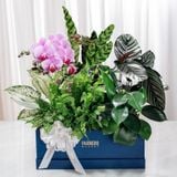  Hộp Quà Cây Xanh Vạn Diệp An Khang 