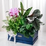  Hộp Quà Cây Xanh Vạn Diệp An Khang 