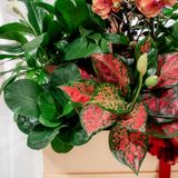  Hộp Quà Cây Xanh Vạn Lá – Vạn Lộc 