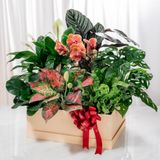  Hộp Quà Cây Xanh Vạn Lá – Vạn Lộc 