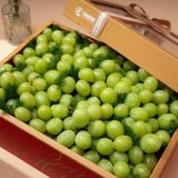  Hộp Quà Nho Xanh Tone Đỏ Vàng Thanh Lịch 