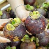  Măng cụt Việt Nam (I0008694) 