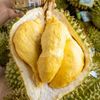 Sầu riêng Ri6 loại 2
