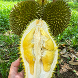  Sầu riêng Sáu Hữu - 2Kg/Trái (I0016304) 