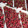 Cherry Mỹ size 10