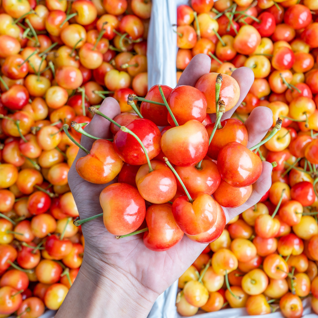  Thùng 4kg size 9.5 | Cherry vàng Mỹ (I0004754) 