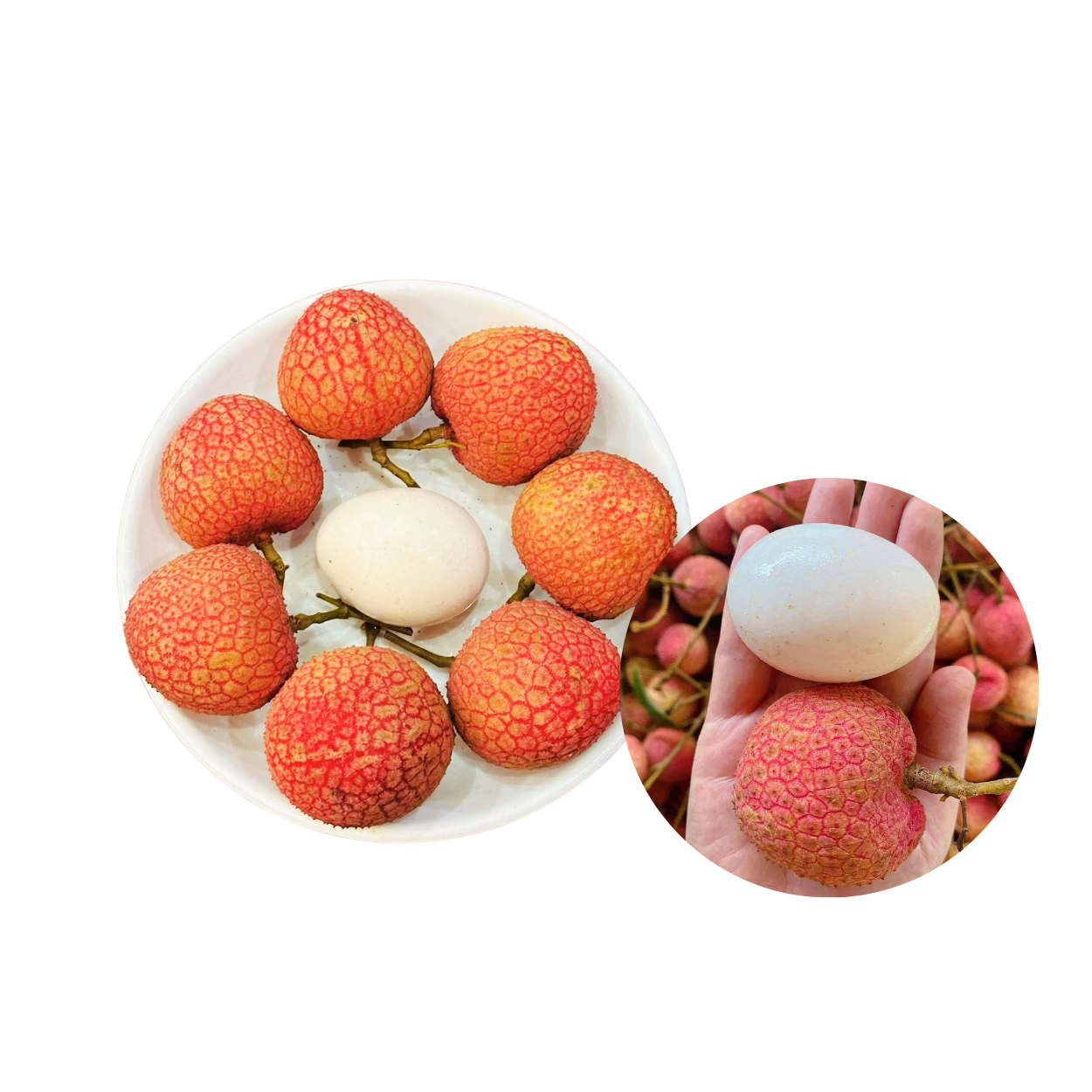  Vải trứng siêu to Phúc Hoà Bắc Giang ( size 18- 22 trái/kg ) 