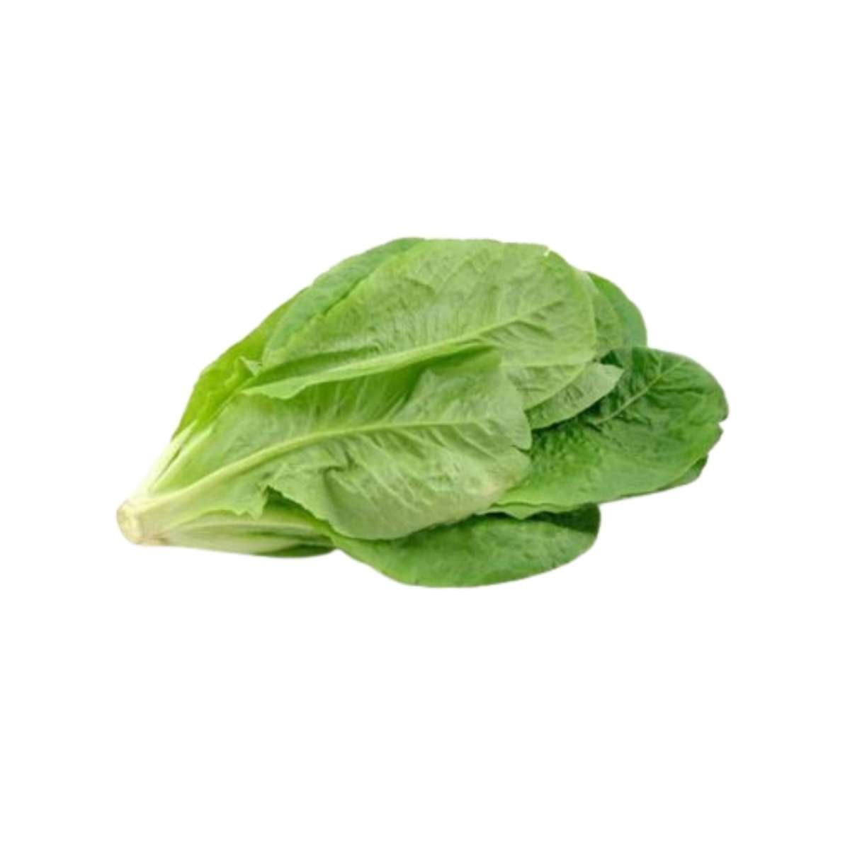  Xà lách Romaine Xanh hữu cơ Orlar - 1 KG 