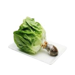 Xà lách mỡ Thủy canh