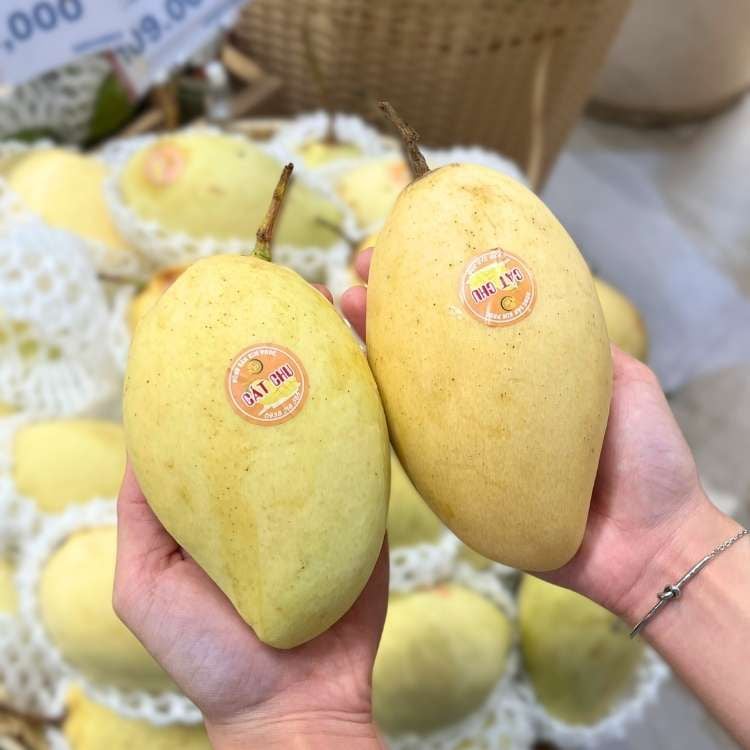  Xoài cát chu loại 1 (I0004839) 