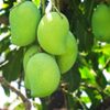 Xoài keo xanh