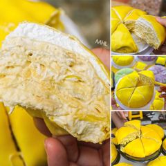 sau ngan lop sai gon