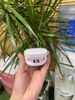 Tai nghe Green House Bluetooth true wireless