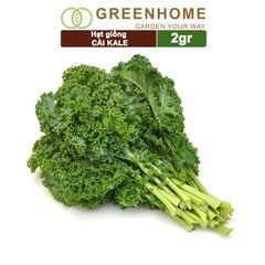 Hạt giống Cải xoăn Kale, 2gr, dễ trồng, giàu dinh dưỡng R16